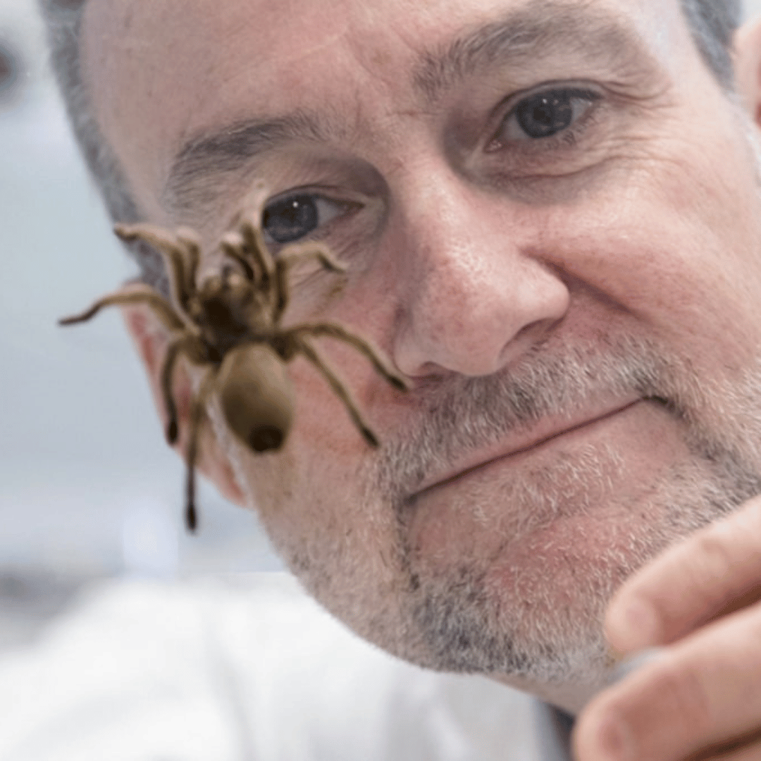 Deadly funnel web spider venom discovered as potential heart attack treatment in a world-first collaboration